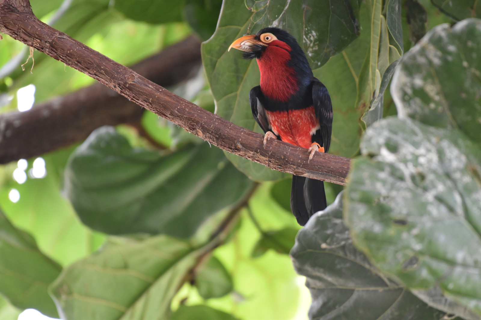 image Bearded Barbet